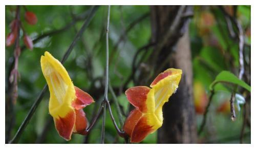 3种非常美的花，黄花老鸦嘴上榜，名字却遭人吐槽