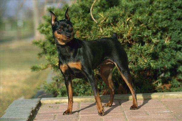 迷你杜宾犬，身姿优美，是非常适合城市居民饲养的护卫犬