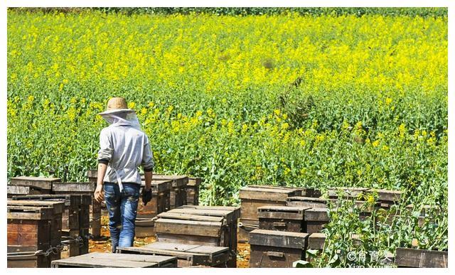 80万亩油菜花连绵不断，构成了中国最大的花海，罗平归来不看花