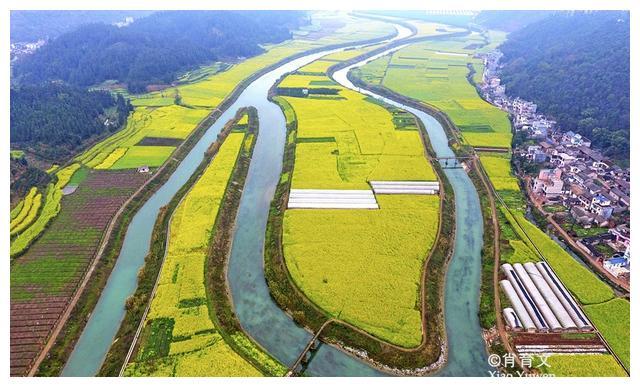 80万亩油菜花连绵不断，构成了中国最大的花海，罗平归来不看花