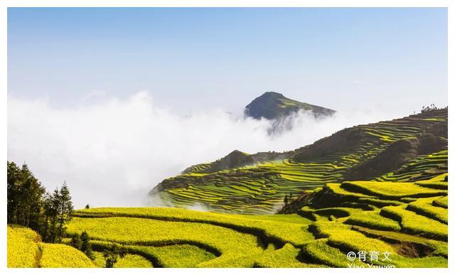 80万亩油菜花连绵不断，构成了中国最大的花海，罗平归来不看花