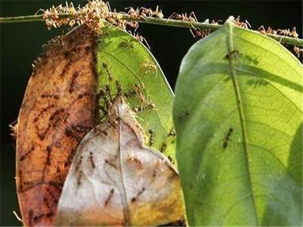 杀虫服务公司 除虫方法 治蚂蚁