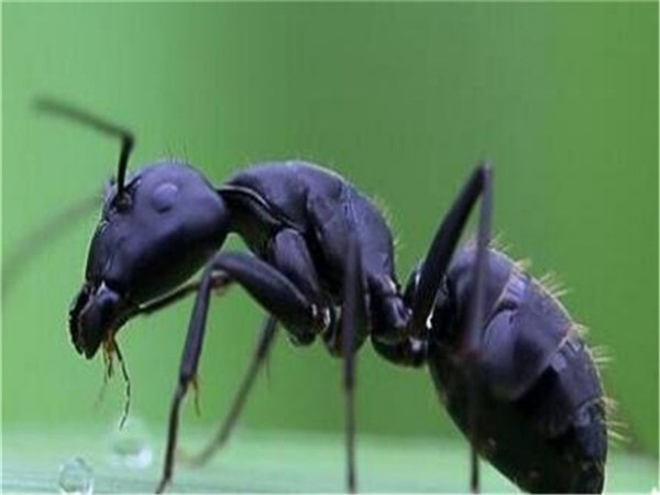 杀虫服务公司 除虫方法 治蚂蚁