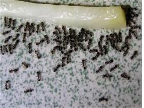 杀虫服务公司 除虫方法 治蚂蚁
