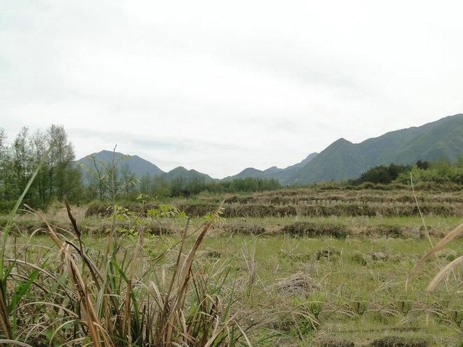 安徽风水名地下山莽形，风水大师王君植宣城看风水，寻龙点穴实拍