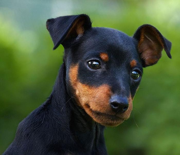 迷你杜宾犬，身姿优美，是非常适合城市居民饲养的护卫犬