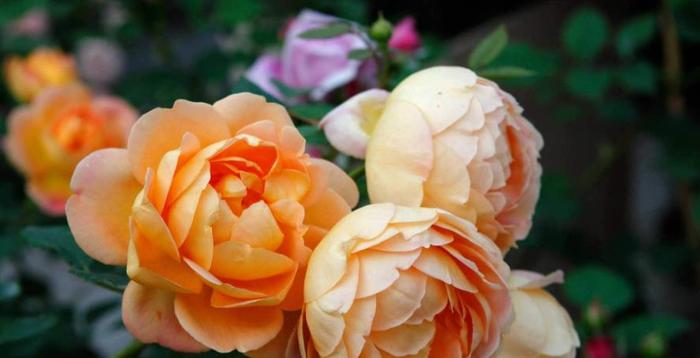 喜欢玫瑰，首选此款“精品玫瑰”夏洛特夫人，花开雍容华贵！美