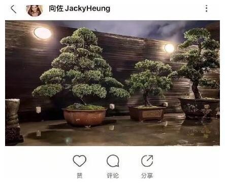 向佐发文“新成员报道”，疑暗示郭碧婷怀孕，网友：又要上综艺了