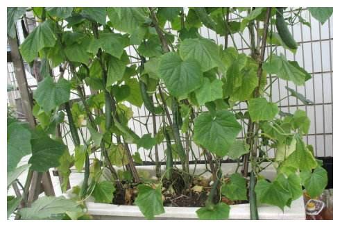 阳台怎么种黄瓜？诀窍全在盆土上，一个藤挂满瓜，摘了又摘