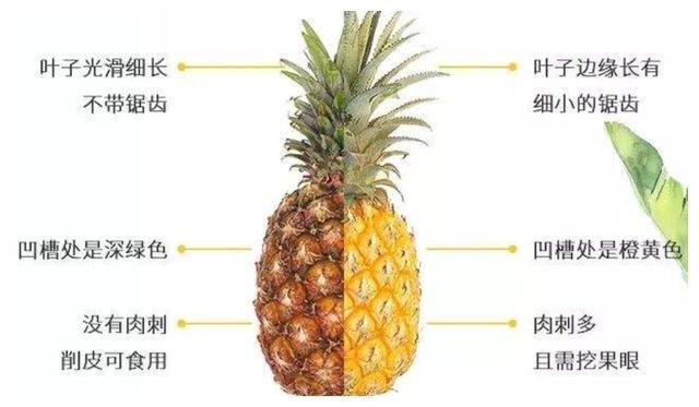 菠萝和凤梨，别再傻傻分不清了，教你一眼辨别菠萝和凤梨