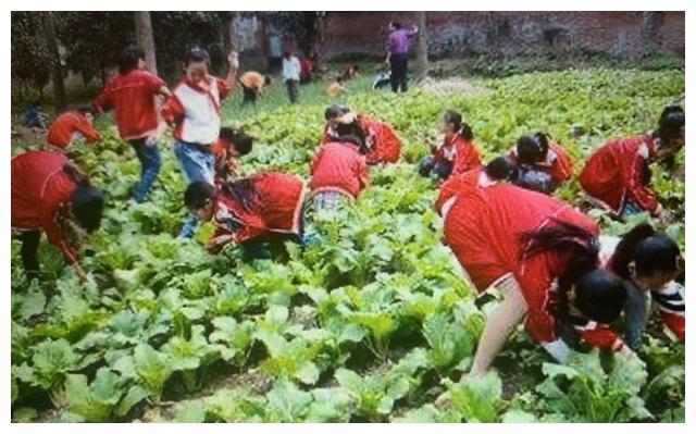 学校减负了，作业和考试少了，补习和培训火了，这就是素质教育？