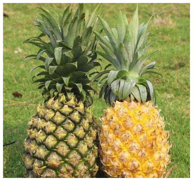 菠萝和凤梨，别再傻傻分不清了，教你一眼辨别菠萝和凤梨