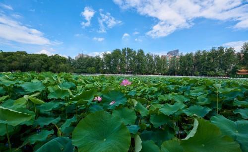 昆明也有一个杭州西湖，夏荷冬鸥，因四季翠绿而扬名于海内外