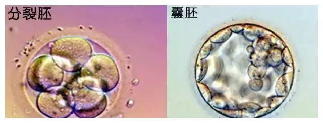 鲜胚、冻胚、囊胚还傻傻分不清楚吗？