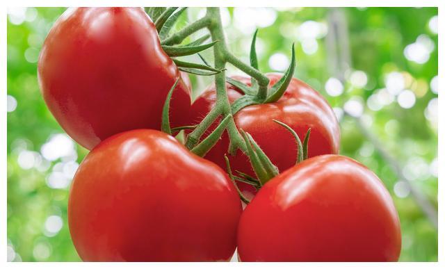 为了验证西红柿该保存在室温还是冰箱，他们请了一堆西红柿品鉴师