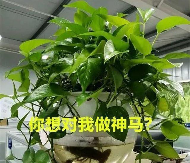 他把小龙虾和绿萝，养在一个盆里，叶子油绿，俩月蹿成小瀑布！