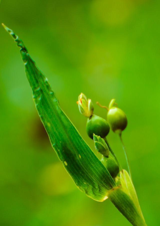 花开花落终有时，春夏秋冬皆自然！