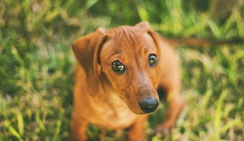 世界名犬之腊肠犬，爱恨交织的犬会让许多人想养又不太敢养