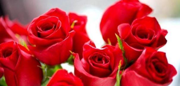 养花就养“精品玫瑰”卡罗拉，红艳似火，寓意炽热的爱情！
