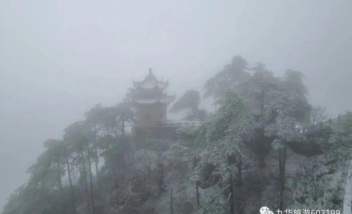 奇景｜九华山一场“桃花雪”，惊艳了春天！