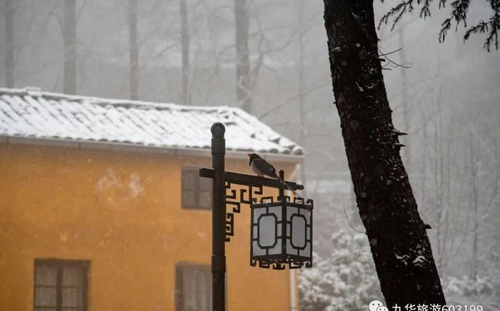 奇景｜九华山一场“桃花雪”，惊艳了春天！