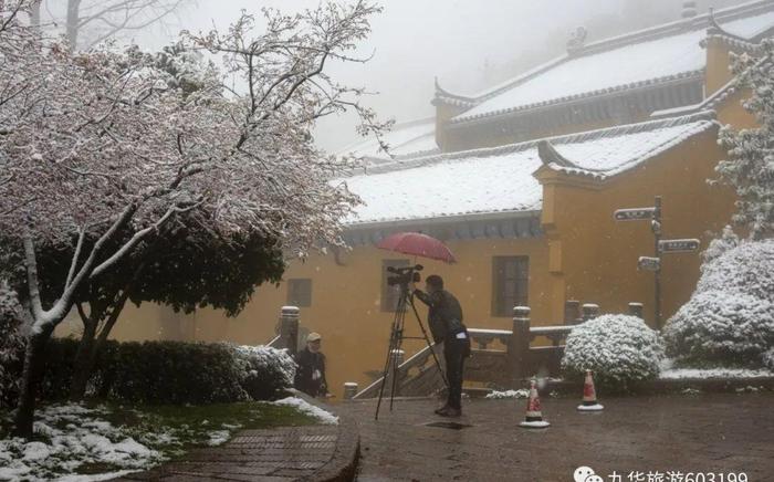 奇景｜九华山一场“桃花雪”，惊艳了春天！