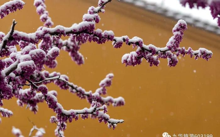 奇景｜九华山一场“桃花雪”，惊艳了春天！