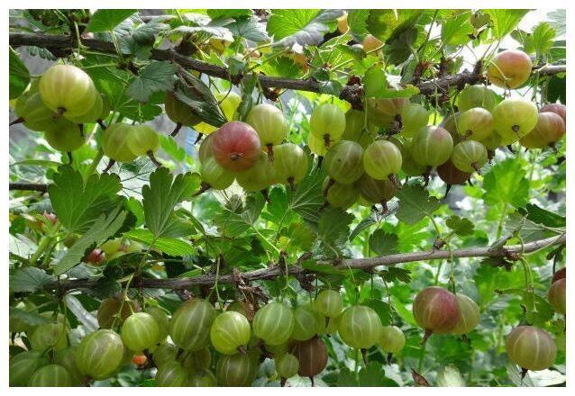 鹅莓，南方农村少见的水果，外形像灯笼又像小西瓜