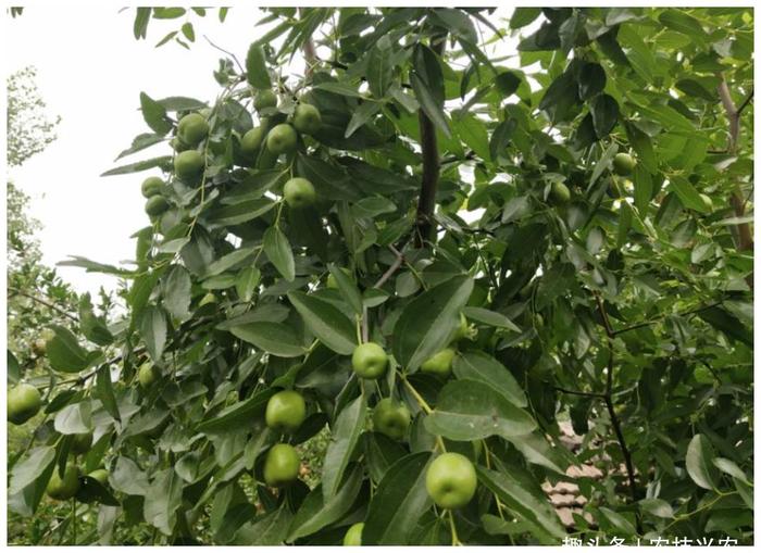 种植的枣树为何会落花落果严重？什么原因？如何防治？