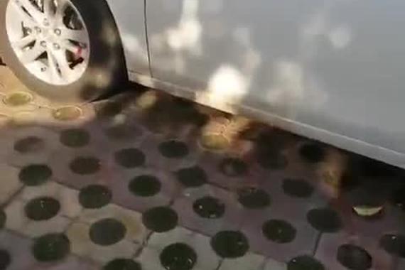 街拍科沃兹！