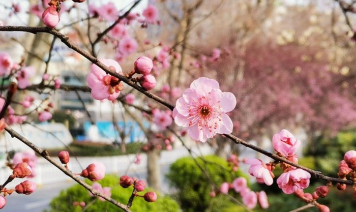 【原创】阳春三月春暖花开（散文）