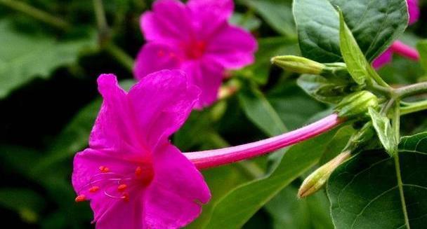 喜欢养护花卉，就选择５种花期长、花色艳丽，养护简单的花卉