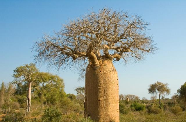 神奇的面包树，非洲人靠它养活家庭，果实的口感和面包一模一样