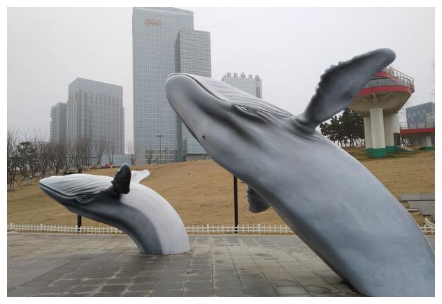 连云港海边地标“鲸鱼、海豚雕塑”有何喻意