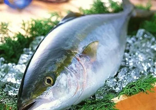 世界上最贵的4种鱼，全吃过的，不是渔夫就是土豪！你吃过几种呢