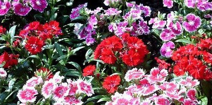 喜欢养护花卉，有３种花卉，开花量繁多，花色绚丽，室内养护必备