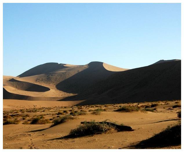号称沙漠中的“生命之树”，能存2吨水，到了中国竟沦为如此下场