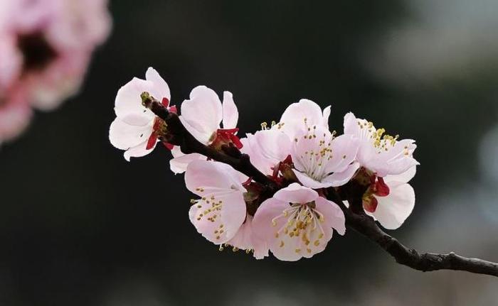 疫情期间不远行，赏花就到山西介休，你想看的这里都有！