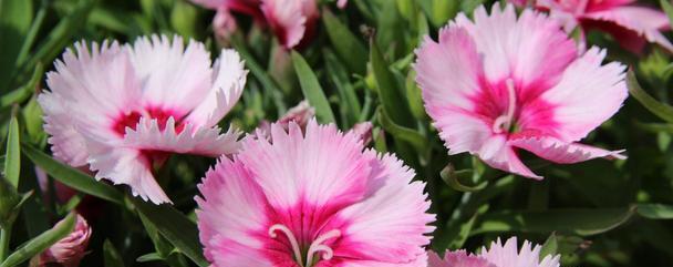 喜欢养护花卉，就可以养护花期长，花色艳丽，爆盆简单的５种花卉