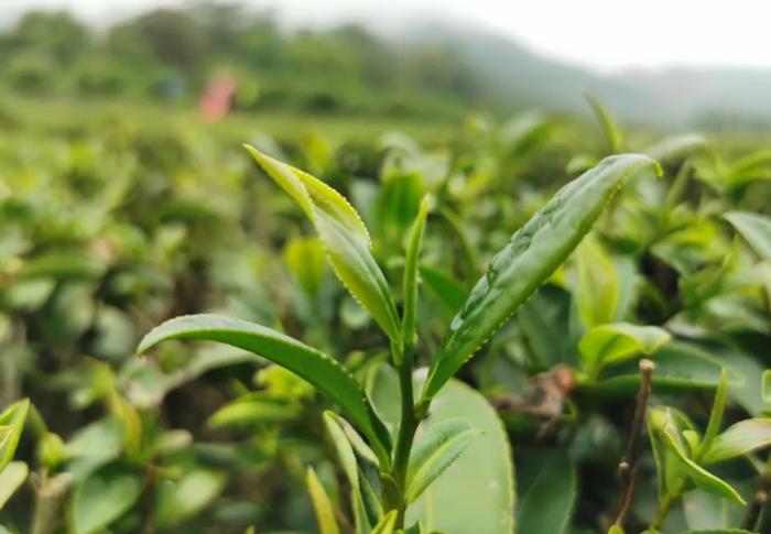 开启线上“直播卖茶”新模式，博罗柏塘茶农破解销售困局