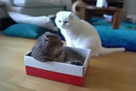 狸花猫把猫窝拆变形了,一旁橘猫的表情太逗了