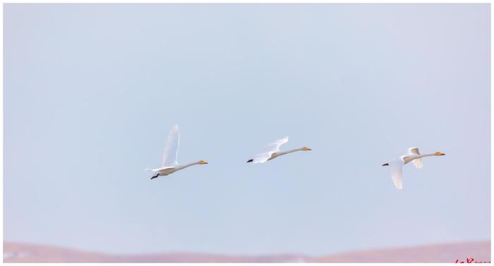 美！大自然版《天鹅湖》上演 上千只大天鹅“歇脚”四川若尔盖