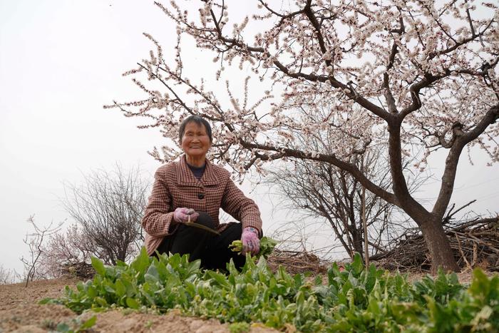 山西运城发现1个杏花村，花开时节游人如织，看看有多美