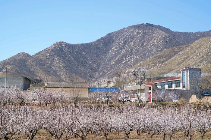 山西运城发现1个杏花村，花开时节游人如织，看看有多美