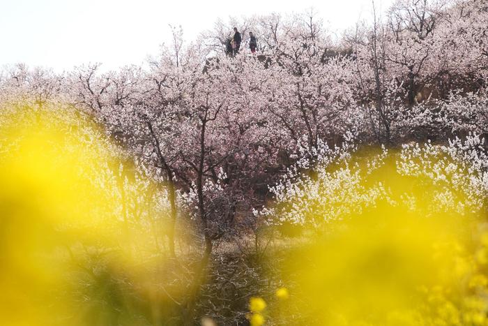 山西运城发现1个杏花村，花开时节游人如织，看看有多美