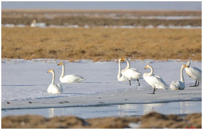 美！大自然版《天鹅湖》上演 上千只大天鹅“歇脚”四川若尔盖