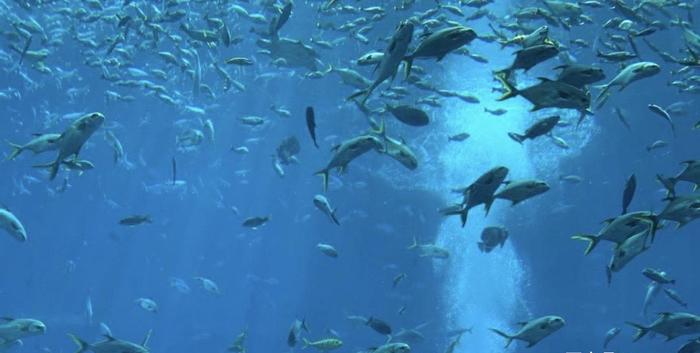 走进三亚亚特兰蒂斯失落的空间水族馆：眼前呈现出震撼的海底世界