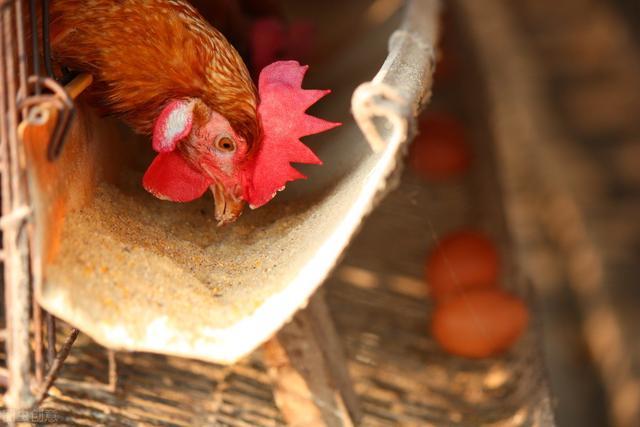 蛋鸡采食量低 蛋鸡产蛋下降 粪便不成型拉稀 伤亡率高 快来用这招