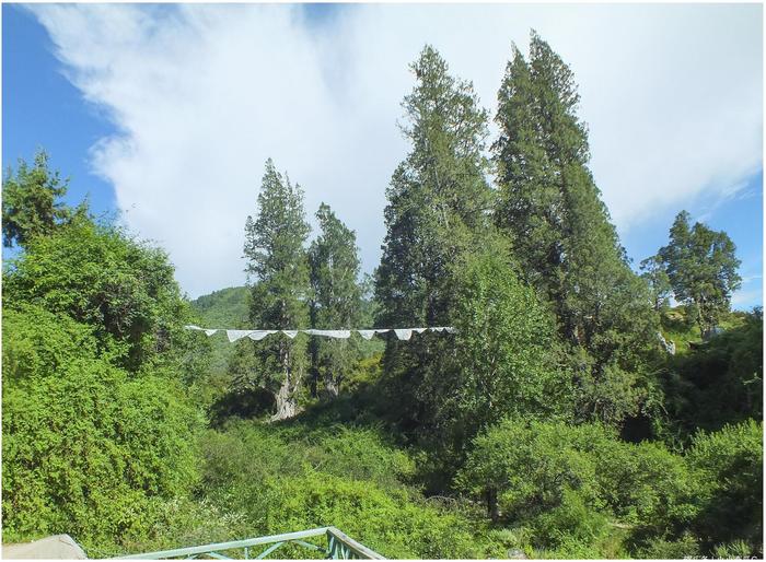 国内唯一的柏树王园林，由广东援助建立，成了西藏林芝特色旅游点