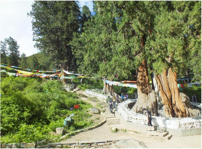 国内唯一的柏树王园林，由广东援助建立，成了西藏林芝特色旅游点